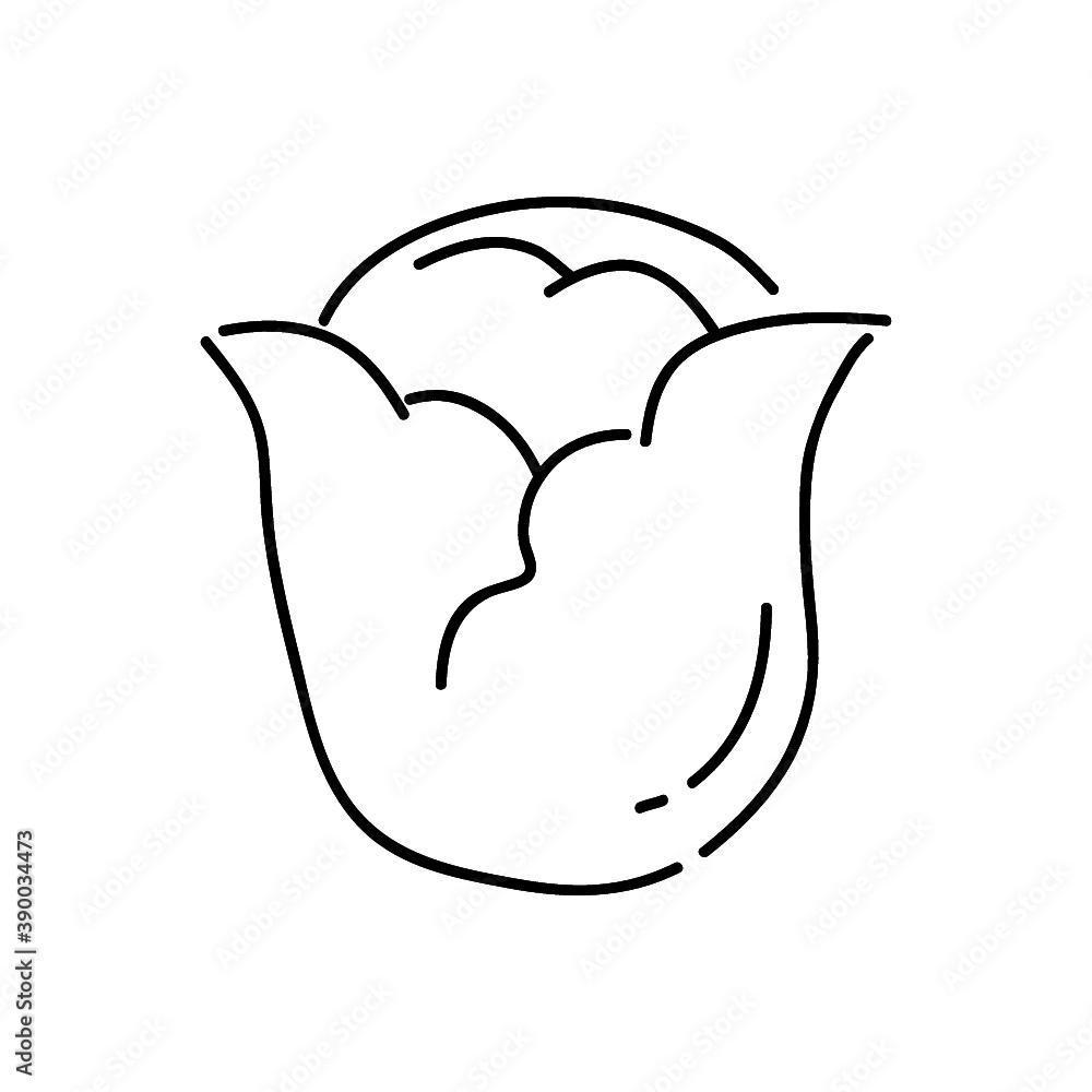 cabbage outline icon vector