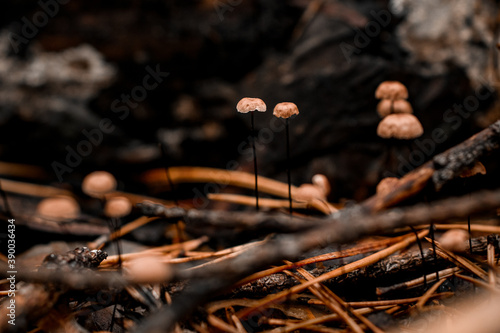 group of small poisonous mushrooms of toadstools grows in needle