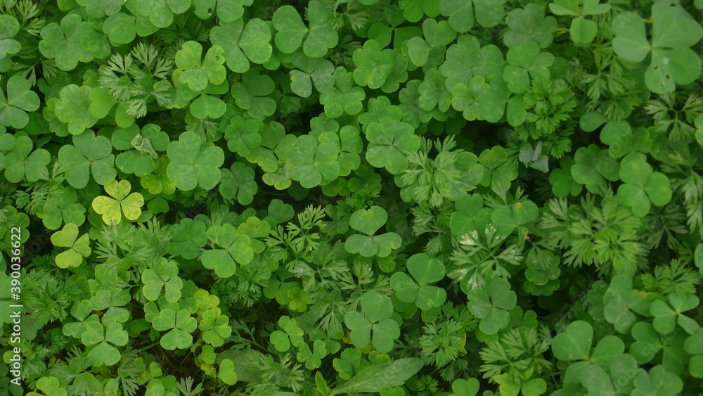 green background 26/09/2020 Tonalá, Jalisco, México
green background 26/09/2020 Tonalá, Jalisco, México