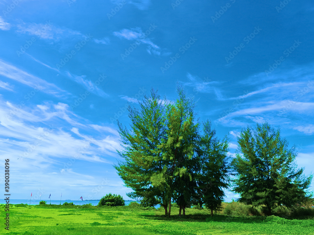 Pine trees background bright sky and clouds