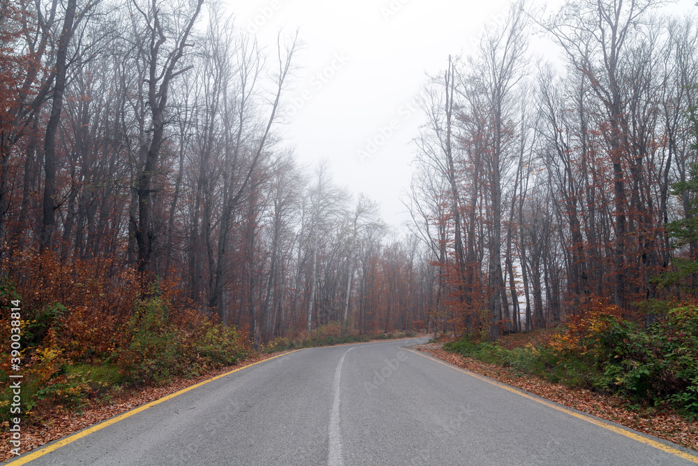 Winding road in foggy autumn mountain forest