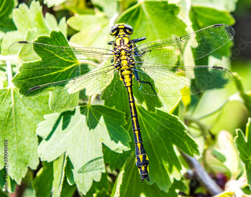 A dragonfly on a branch leaves behind it.