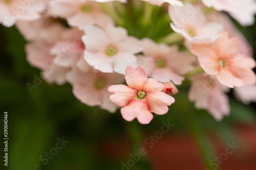 Close-up of pink milfoil blossoms (achillea)