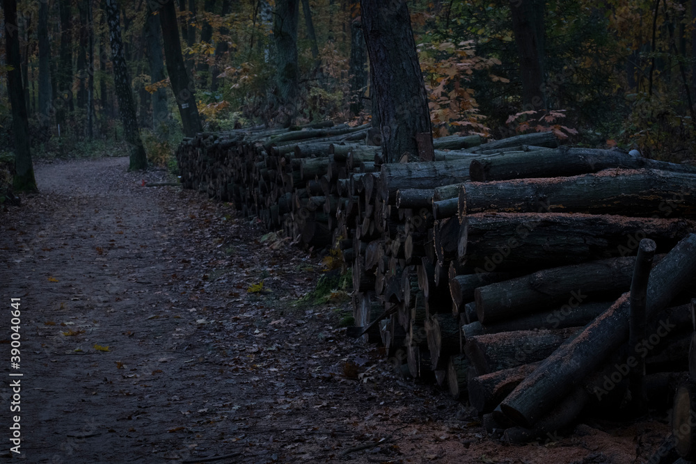 A dark morning before sunrise in the wilderness. Tree logs laying beside a popular hiking trail, Kampinos National Park, Poland. Selective focus on timber, blurred background.