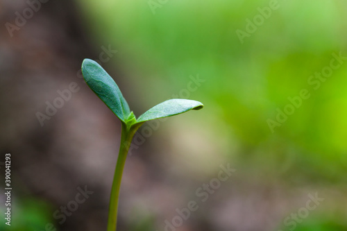 Wallpaper Mural 新芽 Torontodigital.ca