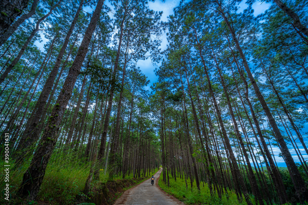 Naklejka premium Beautiful larch forest with different trees,pine forest green on the mountain on nature trail at Doi Bo Luang Forest Park, Chiang Mai, Thailand in the morning.