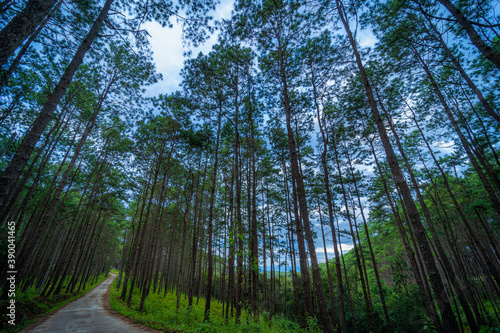 Beautiful larch forest with different trees,pine forest green on the mountain on nature trail at Doi Bo Luang Forest Park, Chiang Mai, Thailand in the morning.