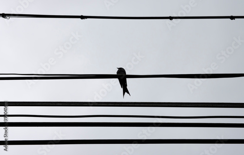 A swallow standing on a wire