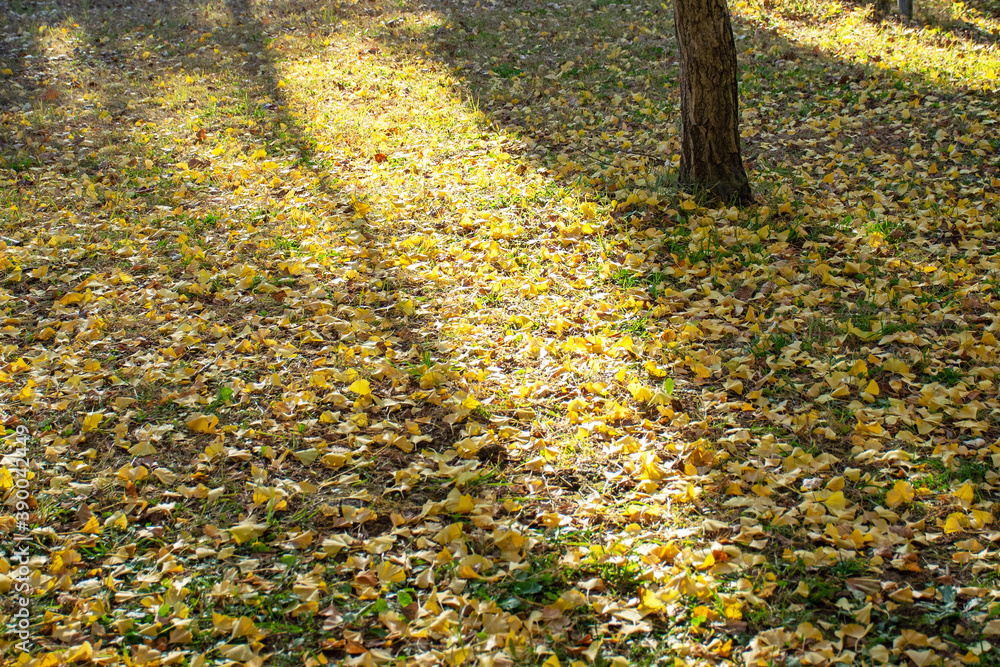 Obraz premium 河口湖|大池公園で黄色に輝く落ち葉のカーペット