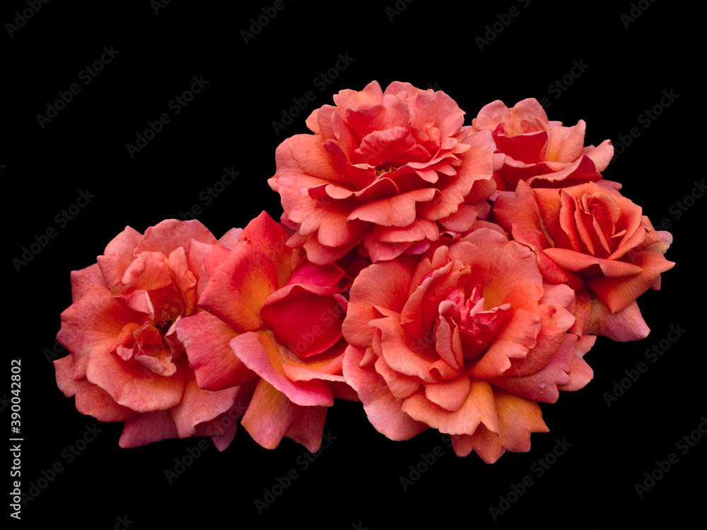 Naklejka premium Scarlet rose flowers arrangement isolated on black background