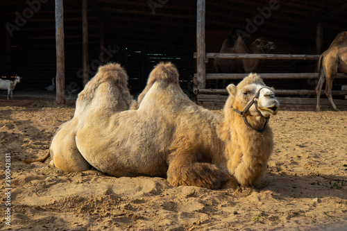 white camel with two humps lies on the sand on the farm