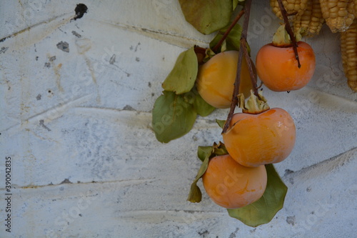 still life with oranges