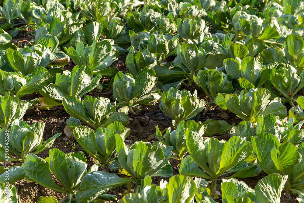 cabbage grow in the field cabbage grow in the field