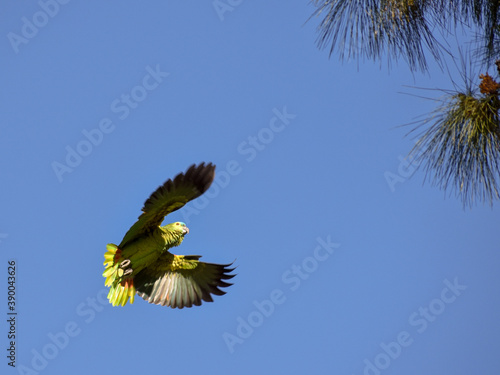 flying turquoise-fronted amazon (Amazona aestiva) in the wild photo