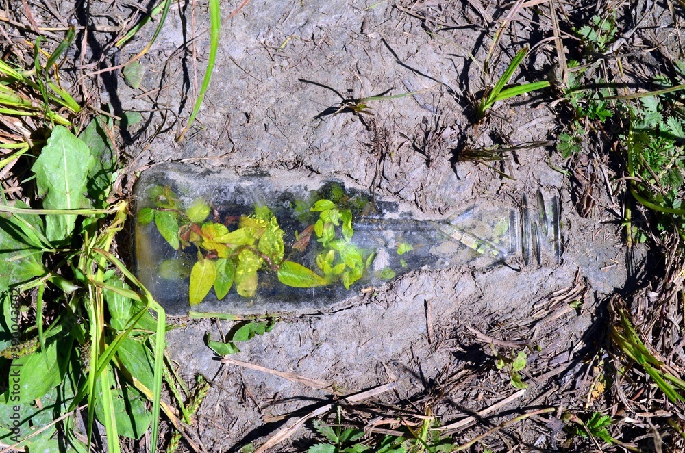 Fototapeta premium Цветы, природа