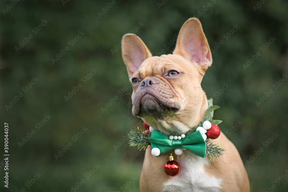 Portrait of red fawn French Bulldog dog wearing seasonal Christmas collar with green bow tie on blurry green background with copy space