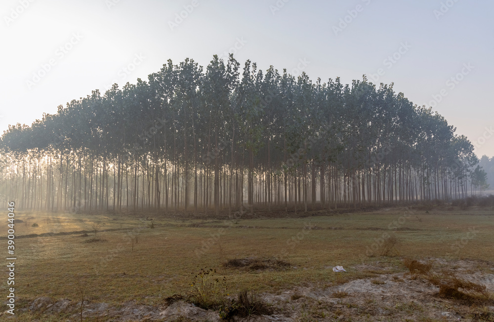 Fototapeta premium hybrid poplar tree in rural punjab, India