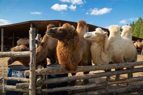 three camels with two humps behind a fence on a farm looking for food