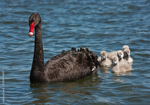 Black swan (Cygnus atratus) with cygnets swimming.