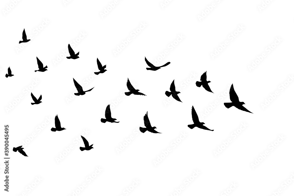Obraz premium Flying birds silhouettes on isolated background. Vector illustration. isolated bird flying. tattoo and wallpaper background design.