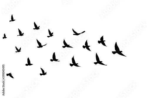 Flying birds silhouettes on isolated background. Vector illustration. isolated bird flying. tattoo and wallpaper background design.