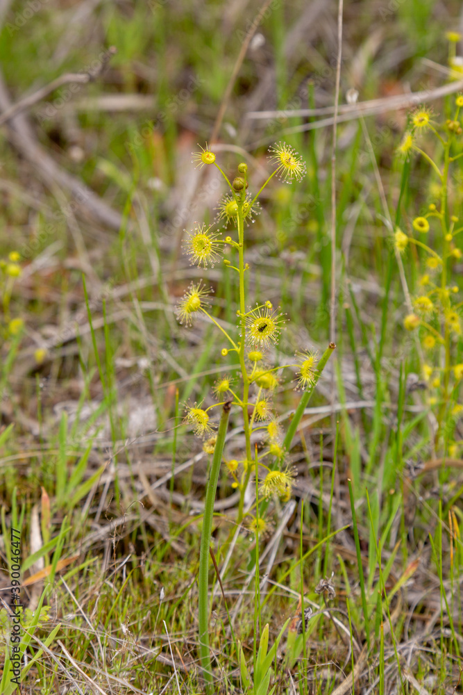 The green upright Drosera stricticaulis close to Holt Rock, Western Australia