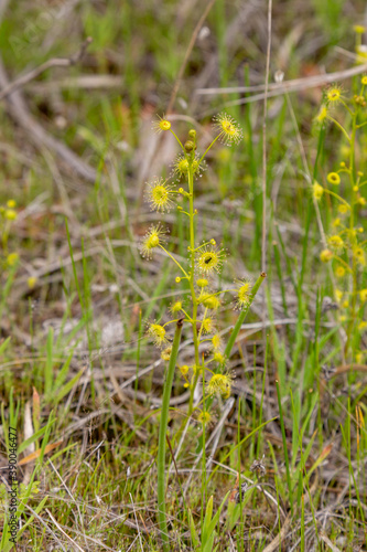 The green upright Drosera stricticaulis close to Holt Rock, Western Australia
