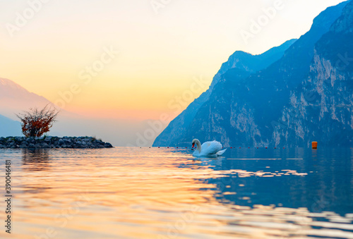 swans and ducks on lake Garda against of a picturesque sunset and mountains