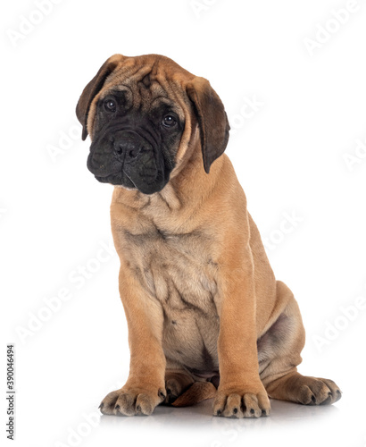 puppy bullmastiff in studio