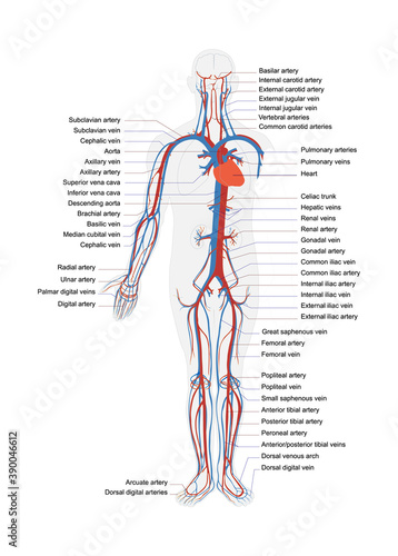 human body artery system in vector with full caption
