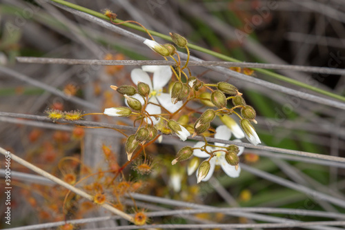 Drosera macrantha with its white flowers, close to Holt Rock, Western Australia photo