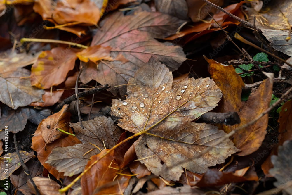 Ahornblatt Ahorn Acer Blatt Laub Herbst braun Tropfen Reif Regen Wasser Jahreszeit Symbol Nahaufnahme Makro Hintergrund Wald Natur Sauerland Deutschland Pflanzen Kreislauf Blätter Maple Leaf Ahornblatt Ahorn Acer Blatt Laub Herbst braun Tropfen Reif Regen Wasser Jahreszeit Symbol Nahaufnahme Makro Hintergrund Wald Natur Sauerland Deutschland Pflanzen Kreislauf Blätter Maple Leaf