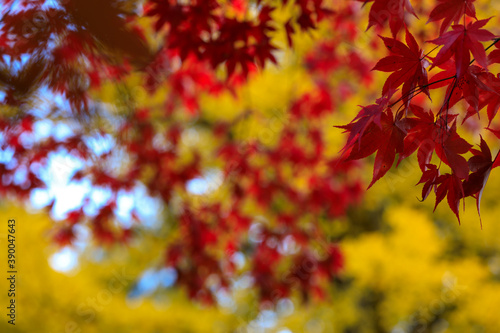 秋の紅葉　秋田県　角館 © amosfal