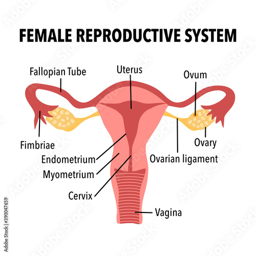 Structure of human uterus concept vector illustration on white background. Female reproductive system. Gynecology internal organ flat design.