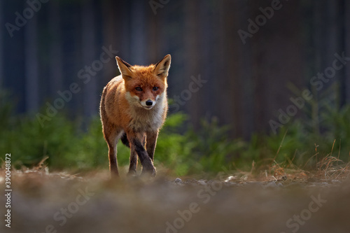Red Fox, Vulpes vulpes, beautiful animal on grassy meadow, in the nature habitat, evening sun with nice light, Germany.