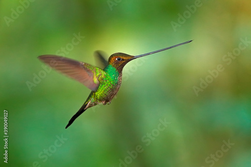 Sword-billed hummingbird, Ensifera ensifera, it is noted as the only species of bird to have a bill longer than the rest of its body. Nature forest habitat in Ecuador. Sword bill bird.
