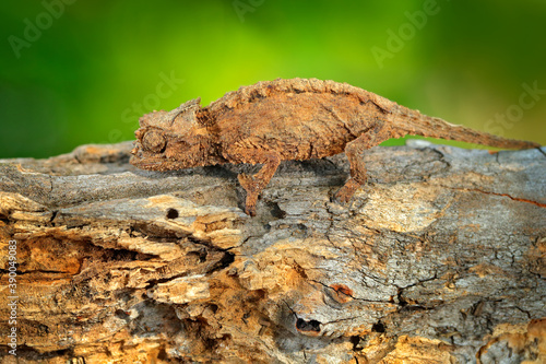 Brookesia ebenaui, Northern Leaf Chameleon sitting on the branch in forest habitat. Exotic beautiful endemic green reptile with long tail from Madagascar. Wildlife scene from nature. © ondrejprosicky