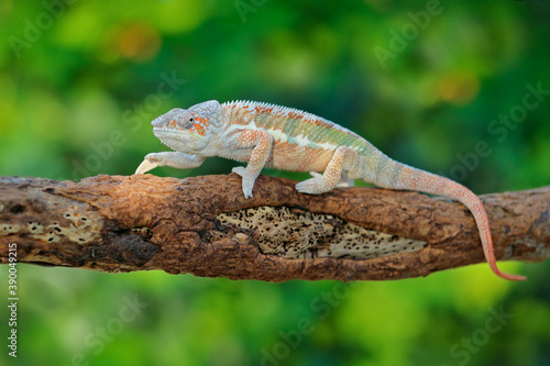 Furcifer pardalis  Panther chameleon sitting on the branch in forest habitat. Exotic beautiful endemic green reptile with long tail from Madagascar. Wildlife scene from nature.  Female of chameleon.