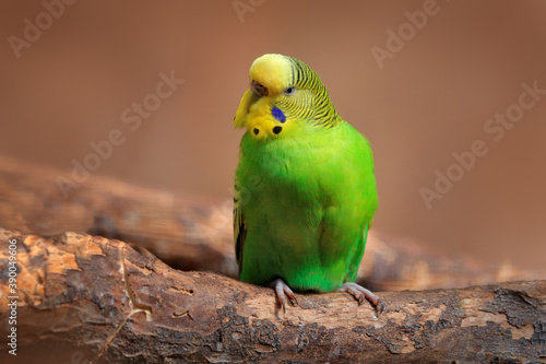 Budgerigar, Melopsittacus undulatus, long-tailed yellow green seed-eating parrot near the tree nest hole. Cute small bird in the habitat. Parrot in the nature habitat, Australia.