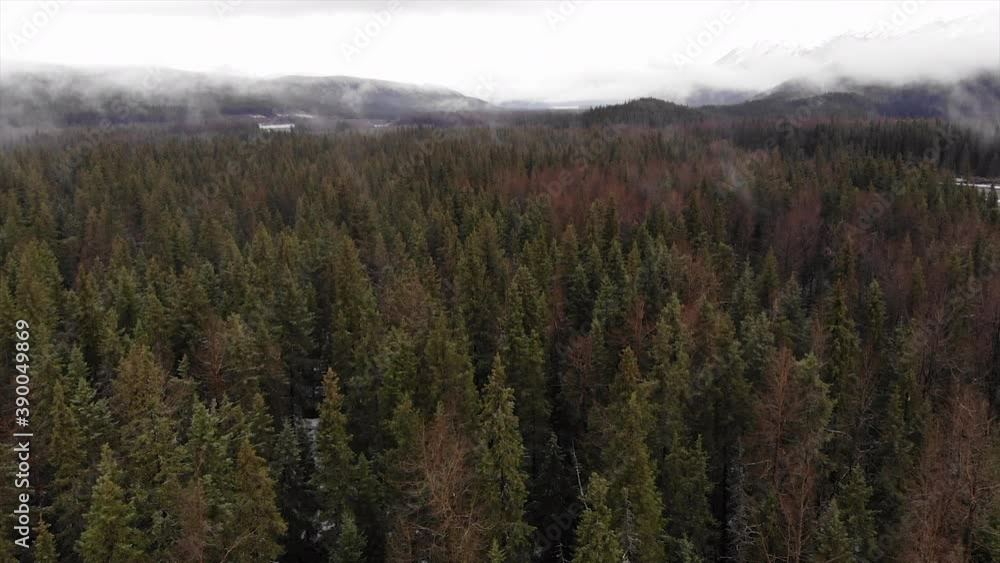 Mountain Forest Pine Trees Aerial Mountain Forest Pine Trees Aerial