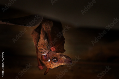 Peters's epauletted fruit bat, Epomophorus crypturus, species of megabat sitting on the house roof. Cute bat in the nature habitat, Okavango delta in Botswana, Arica. photo