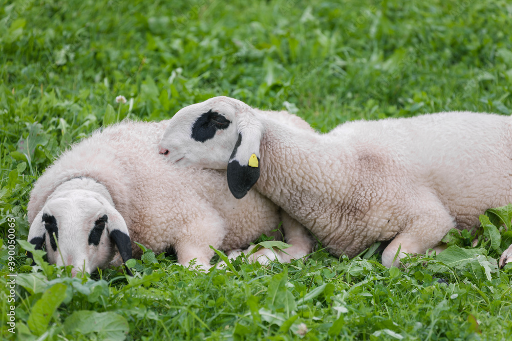 Brillenschaf sheep in an Italian mountain pasture Brillenschaf sheep in an Italian mountain pasture