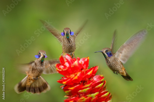 Wildlife, red flower with birds, hummingbirds Brown Violet-ear, flying next to beautiful violet bloom, nice flowered green background. Birds in the nature habitat, wild Costa Rica.