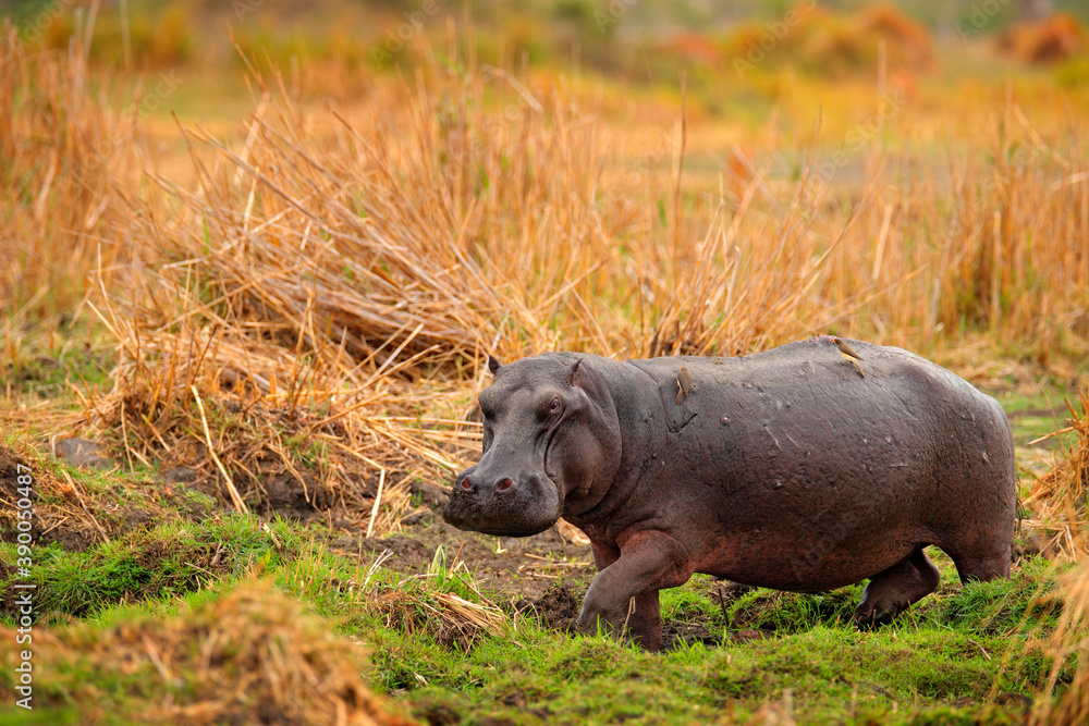 Fototapeta premium Hippo hidden in the grass, wet green season. African Hippopotamus, Hippopotamus amphibius capensis, , Okavango delta, Moremi, Botswana. Dangerous big animal in the water. Wildlife scene from nature.