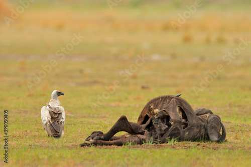 Vultures with bull carcass. White-backed vulture, Gyps africanus, in the nature habitat. Bird group with catch. Okavango delta, Botswana in Africa. Dead animal bone with vulture. © ondrejprosicky