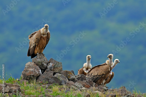 Griffon Vulture, Gyps fulvus, big birds of prey sitting on rocky mountain, nature habitat, Madzarovo, Bulgaria, Eastern Rhodopes. Wildlife from Balkan. Wildlife scene from nature. Blue flower on rock.