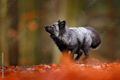 Black silver fox, rare form. Dark red fox playing in autumn forest. Wildlife scene from wild nature. Funny image from Russia. Cute mammal with black and white tail. © ondrejprosicky