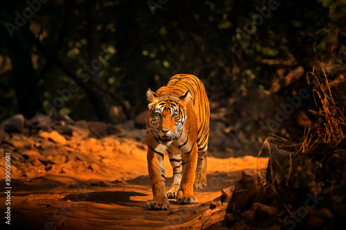 Indian tiger, wild animal in the nature habitat, Ranthambore NP, India. Big cat, endangered animal. End of dry season, beginning monsoon. Tiger from Asia.