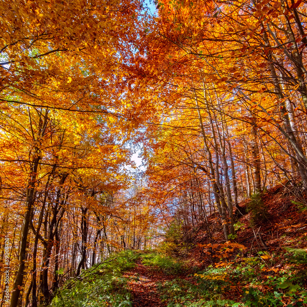 Obraz premium A path in a sunny autumn forest. Golden autumn in the Carpathians