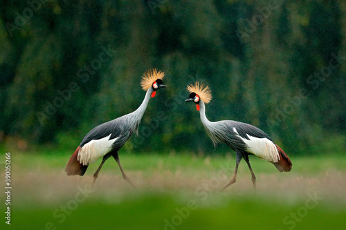 Crane love. Grey crowned crane, bird love, Balearica regulorum, with dark background. Bird head with gold crest in heavy rain, Africa, Tanzania. Big bird fly in the nature.